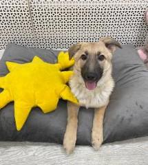 Ариэль Щенятник